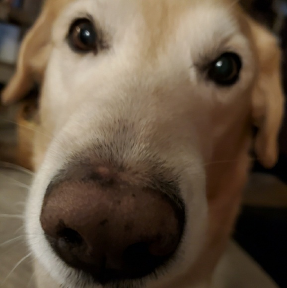 Meet your Posher, Donna - Picture 1 of 1